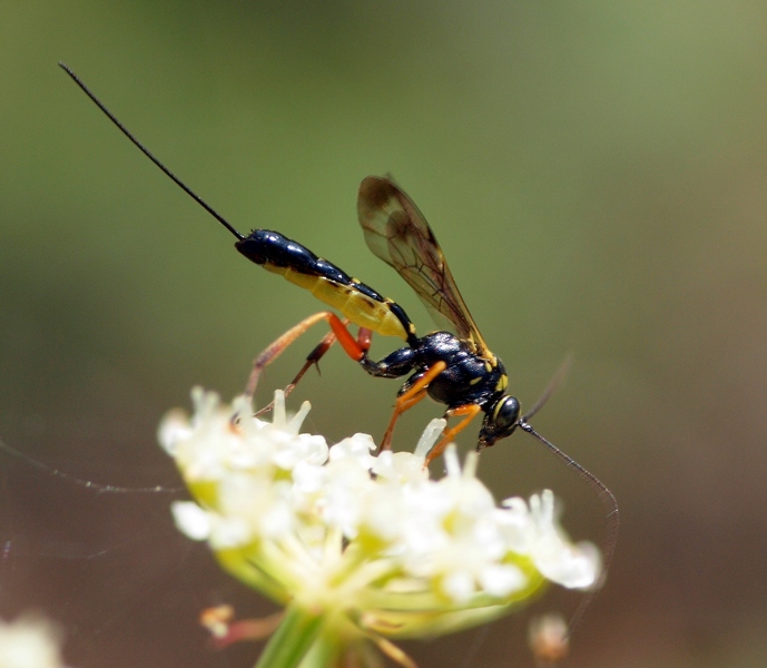 Ichneumonidae (Banchinae, simile a Syzeuctus)